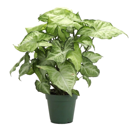 White Butterfly Syngonium Live Plant
