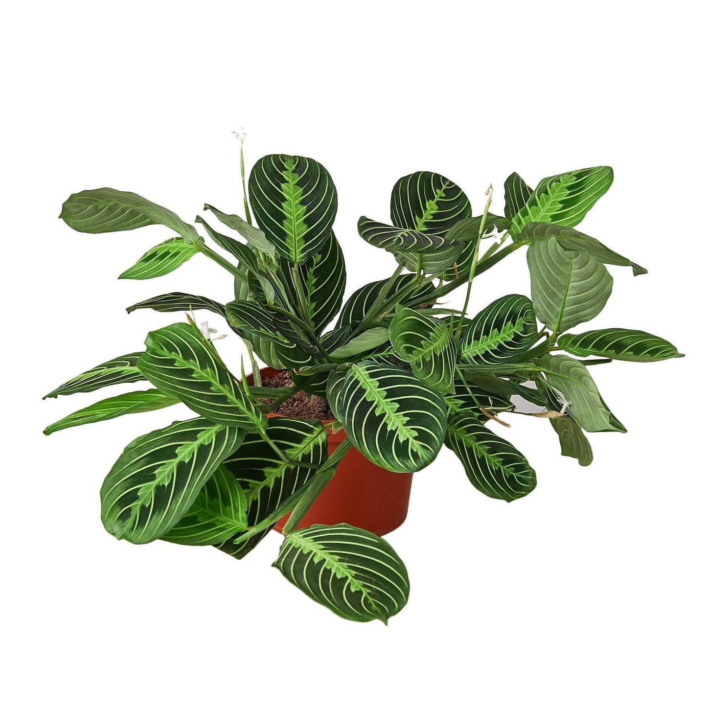 Maranta 'Lemon Lime': 4" Pot