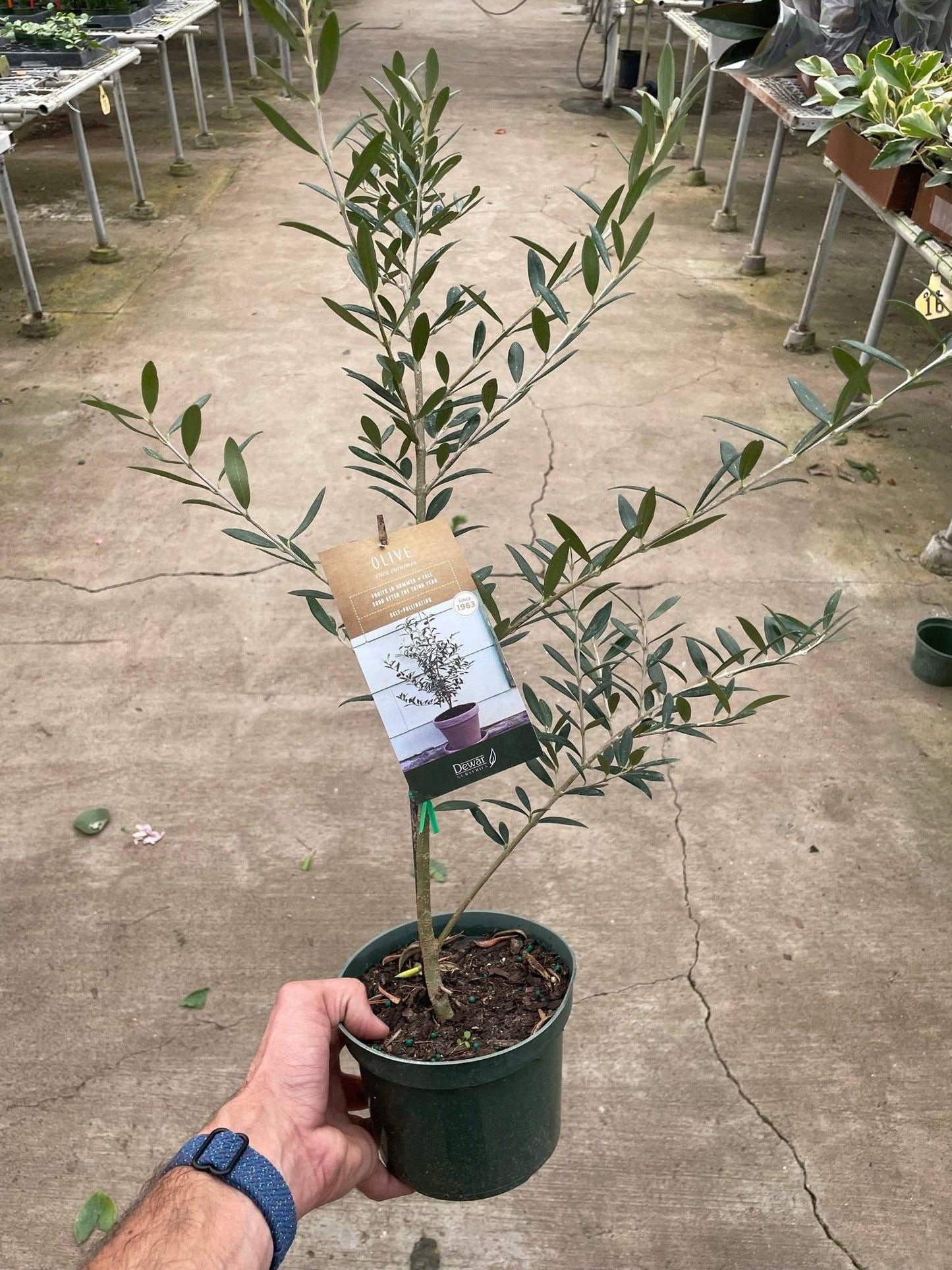 Common Olive Tree (Olea europaea): 6" Pot