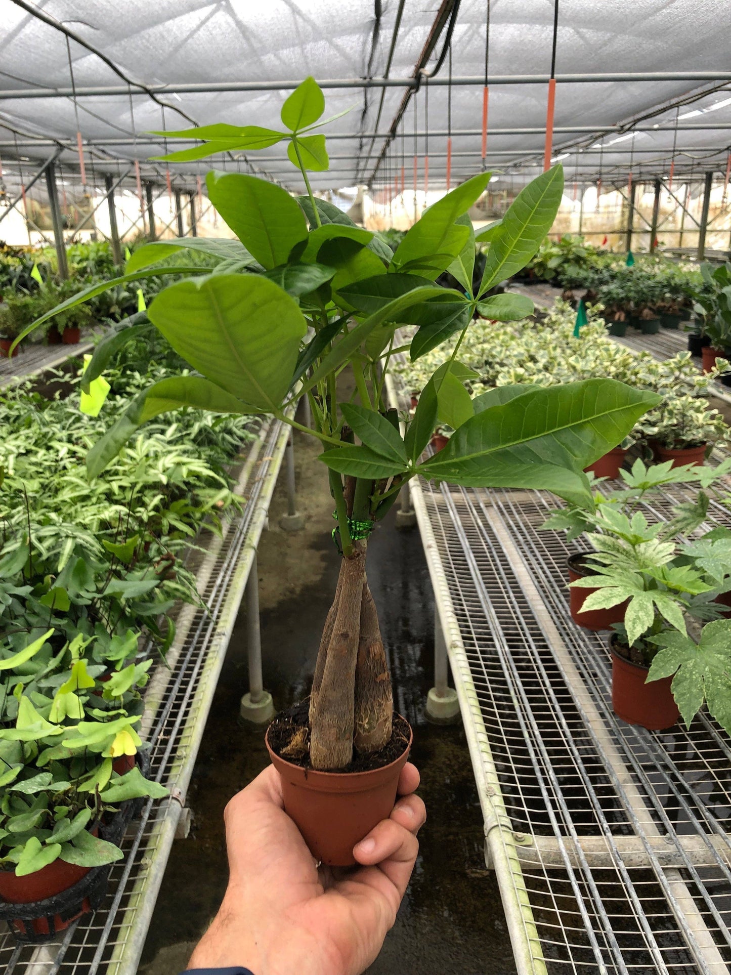 Money Tree 'Guiana Chestnut' Pachira Braid: 4" Pot
