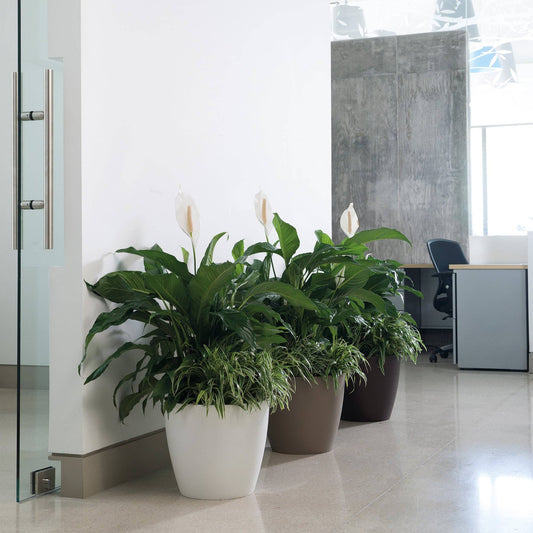 Eva Small Modern Houseplant Pot - Pack of 6: White / 7.1" W