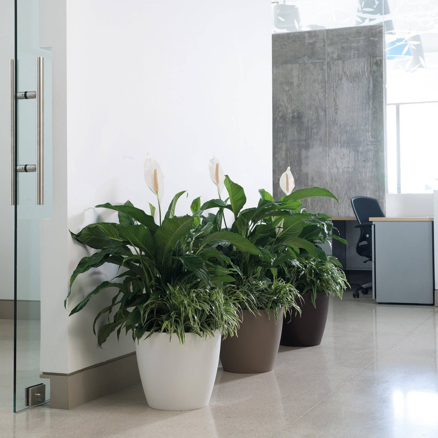 Eva Small Modern Houseplant Pot - Pack of 6: White / 5.5" W