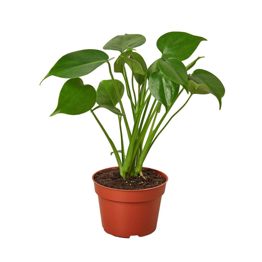 Philodendron Monstera Split-Leaf: Nursery Pot / 6" Pot