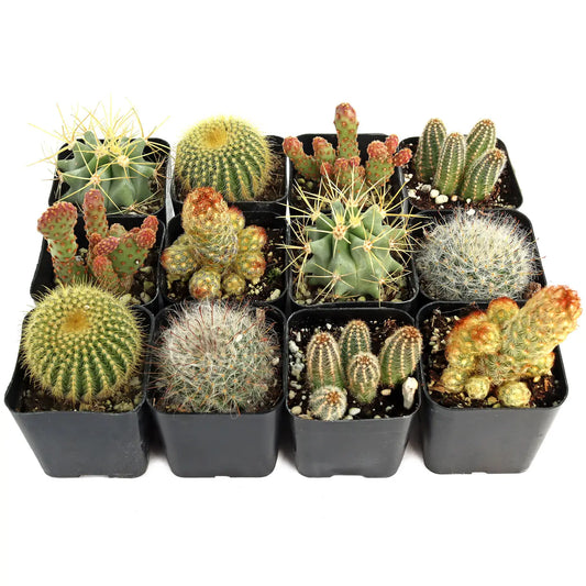 2” Potted Cactus Plant