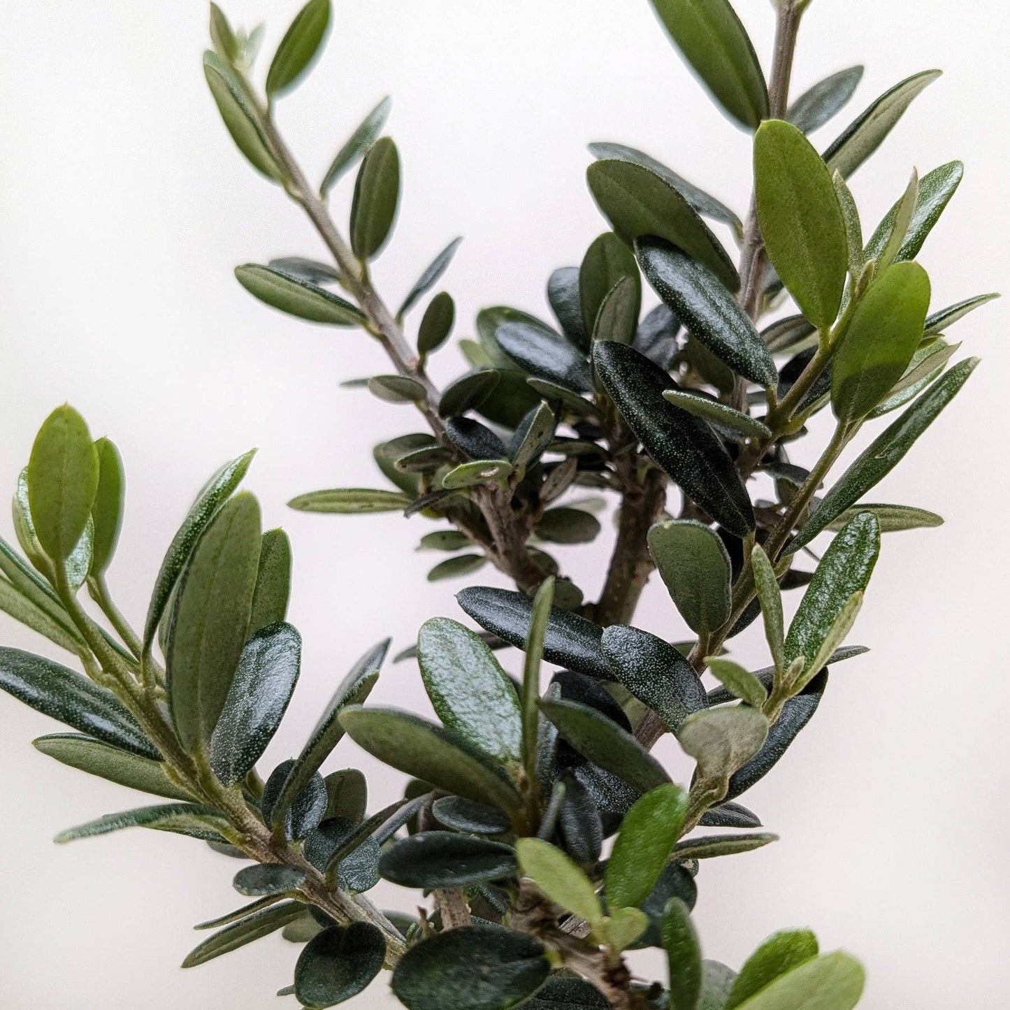 Common Olive Tree (Olea europaea): 6" Pot