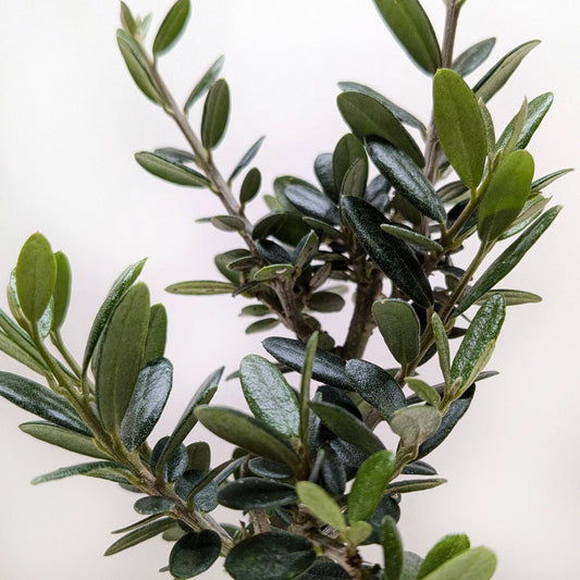 Common Olive Tree (Olea europaea): 6" Pot