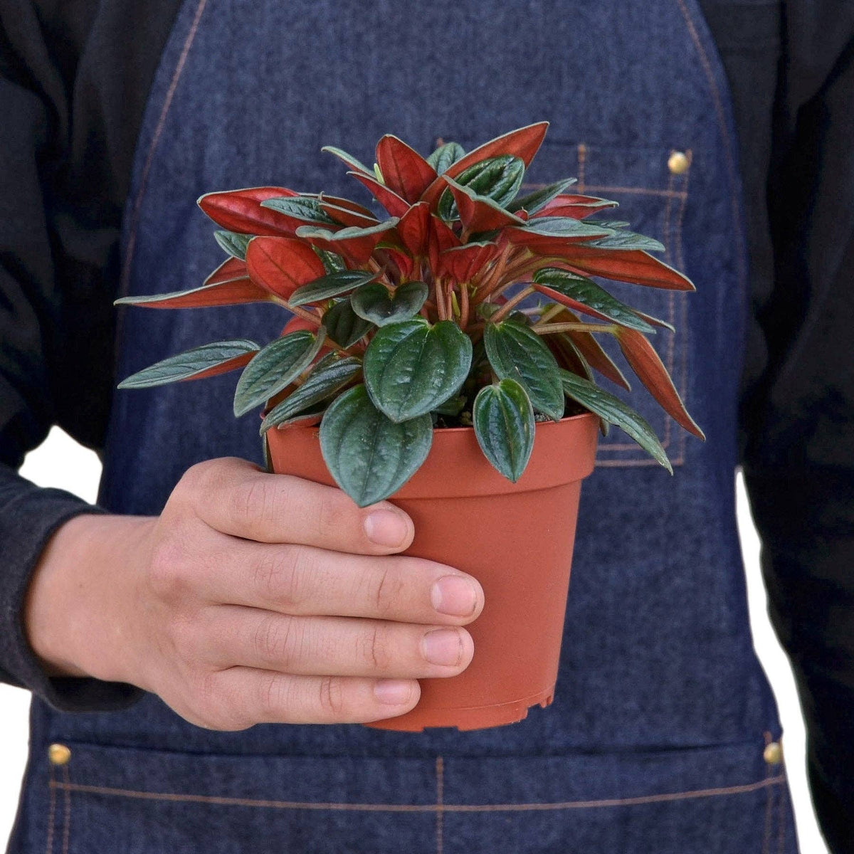 Peperomia Rosso Live Plant - Peperomia caperata 'Rosso': 4" Pot