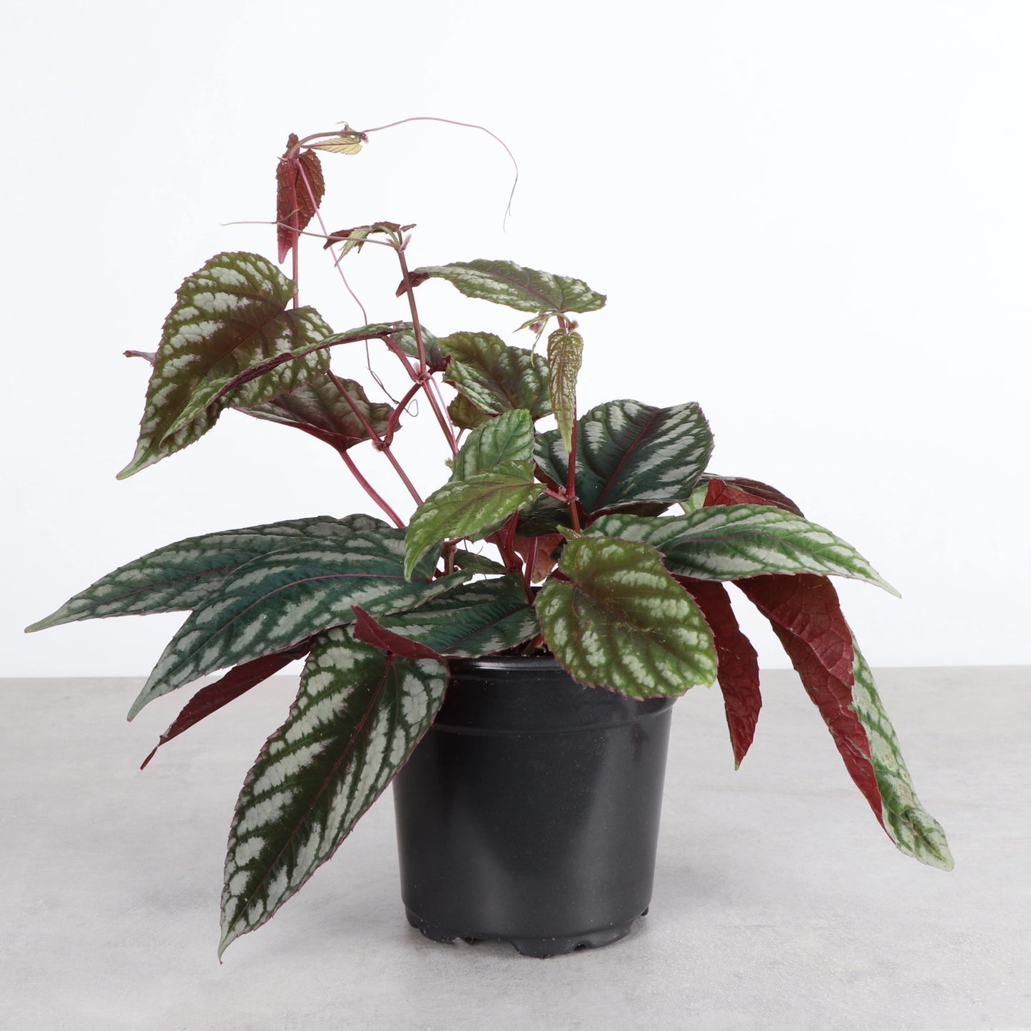 Cissus Discolor- Rex Begonia Vine Live Plant