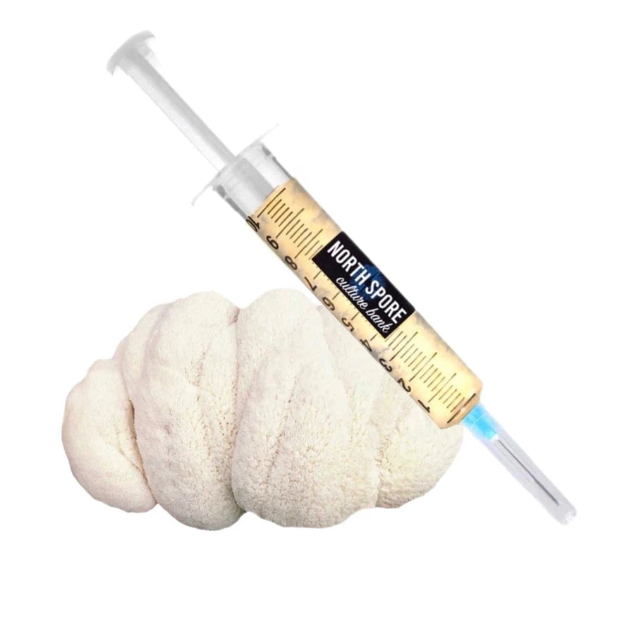 Lion's Main Mushroom Spores Syringe 10cc