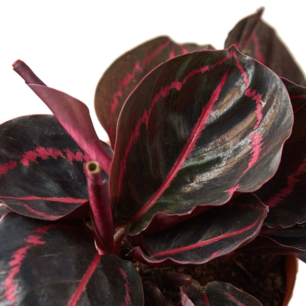 Calathea 'Dottie': 6" Pot