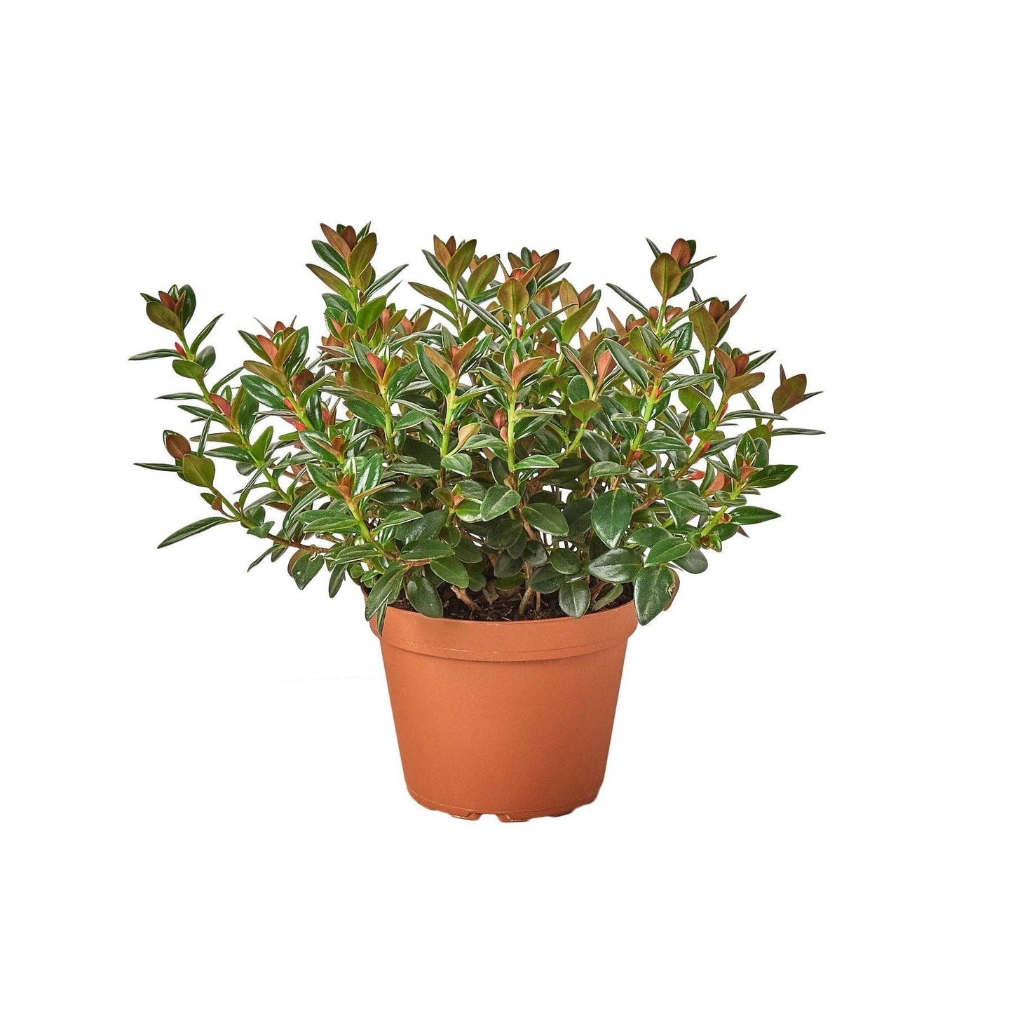 Nematanthus Black Goldfish Plant: 6" Pot