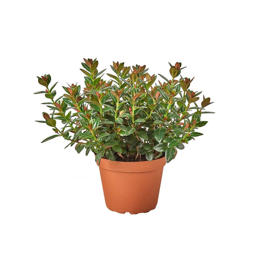 Nematanthus Black Goldfish Plant: 6" Pot