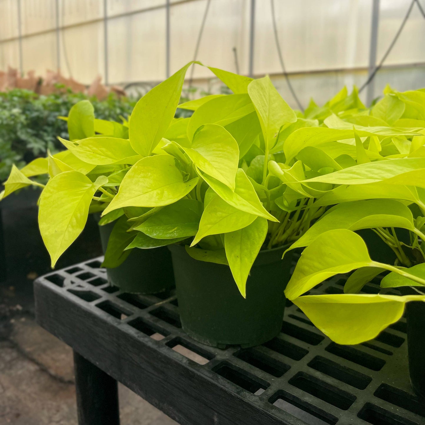 Neon Pothos Live Plant 1 gallon Pot