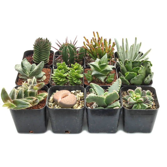 Rare & Unique 2" Potted Succulent