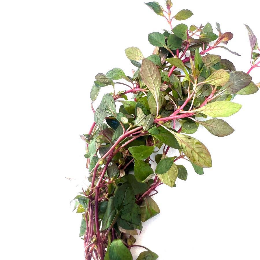 Ludwigia sp. Super Red: Bunch