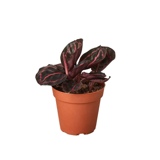 Calathea 'Dottie': 6" Pot