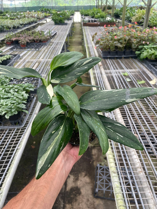 Monstera 'Standeleyana Albo Variegated': 4" Pot