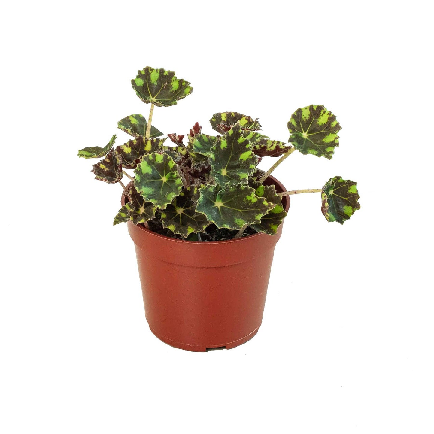 Begonia Tiger Paws - 4" Pot