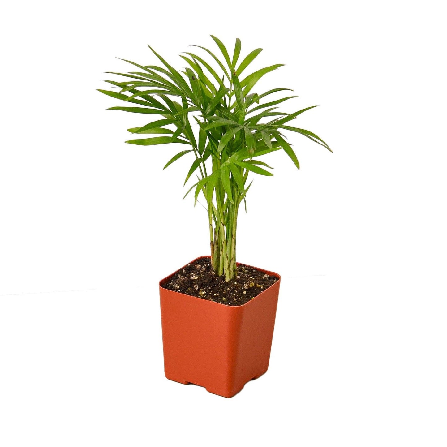 Parlor Palm: Nursery Pot / 6" Pot