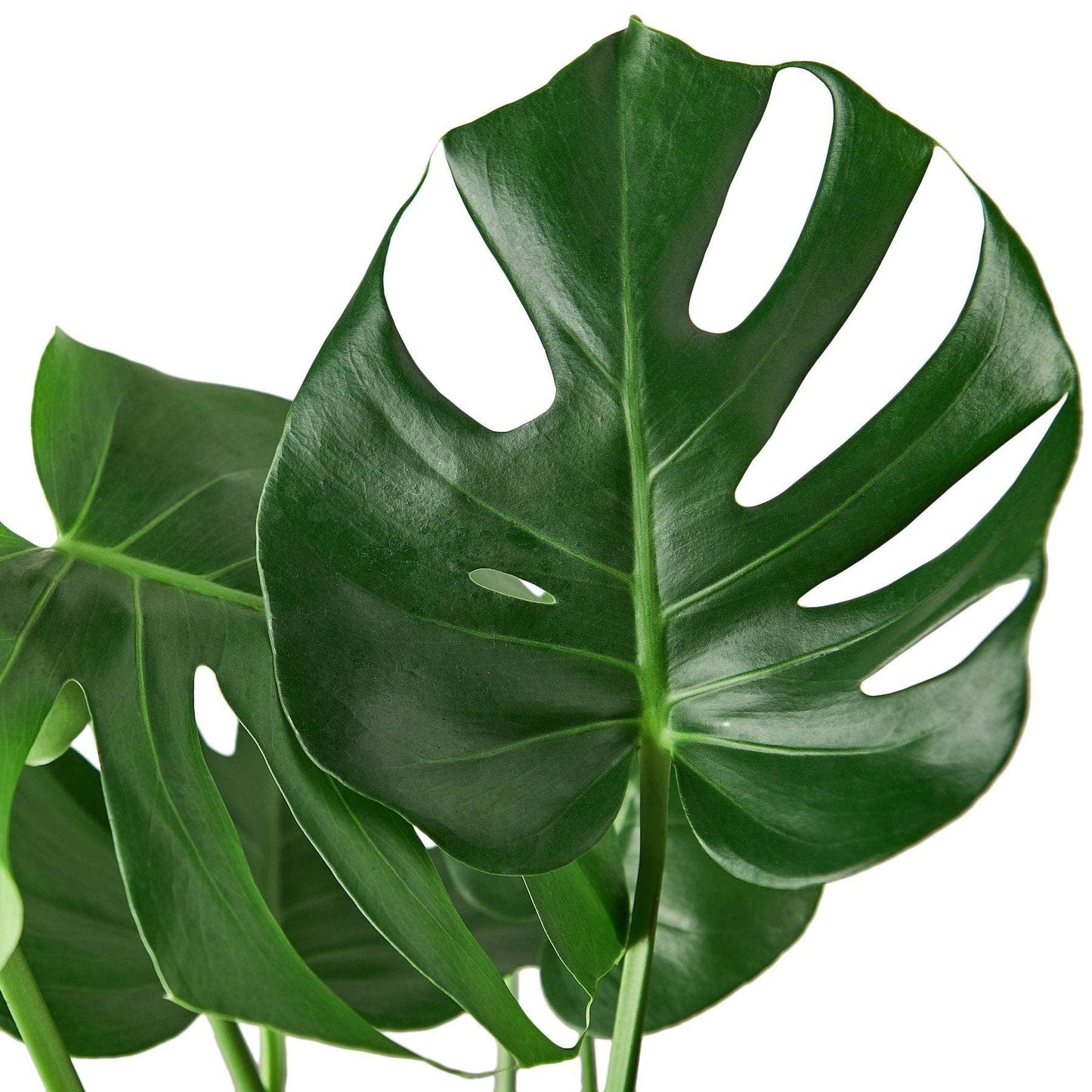 Philodendron Monstera Split-Leaf: Nursery Pot / 6" Pot