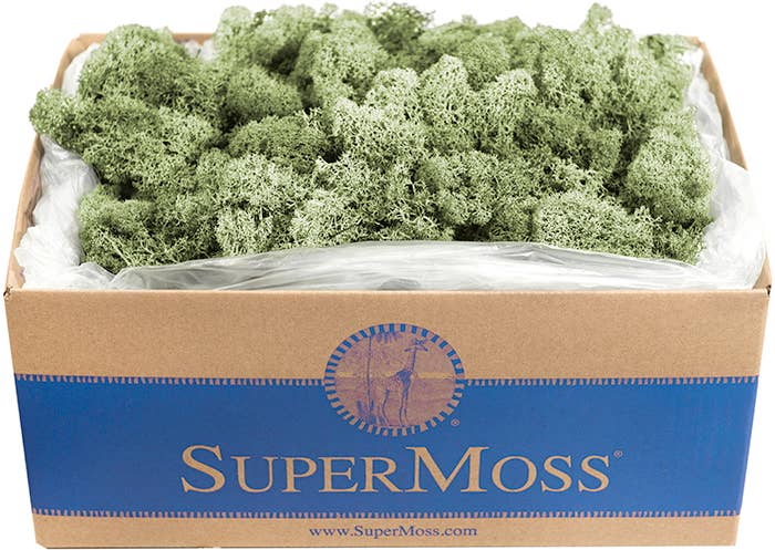 Reindeer Moss Preserved 3lb Bulk Box: Apple