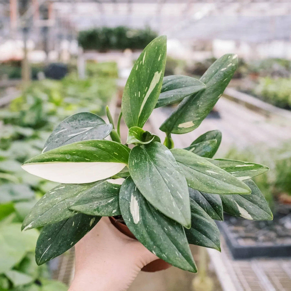 Monstera 'Standeleyana Albo Variegated': 4" Pot