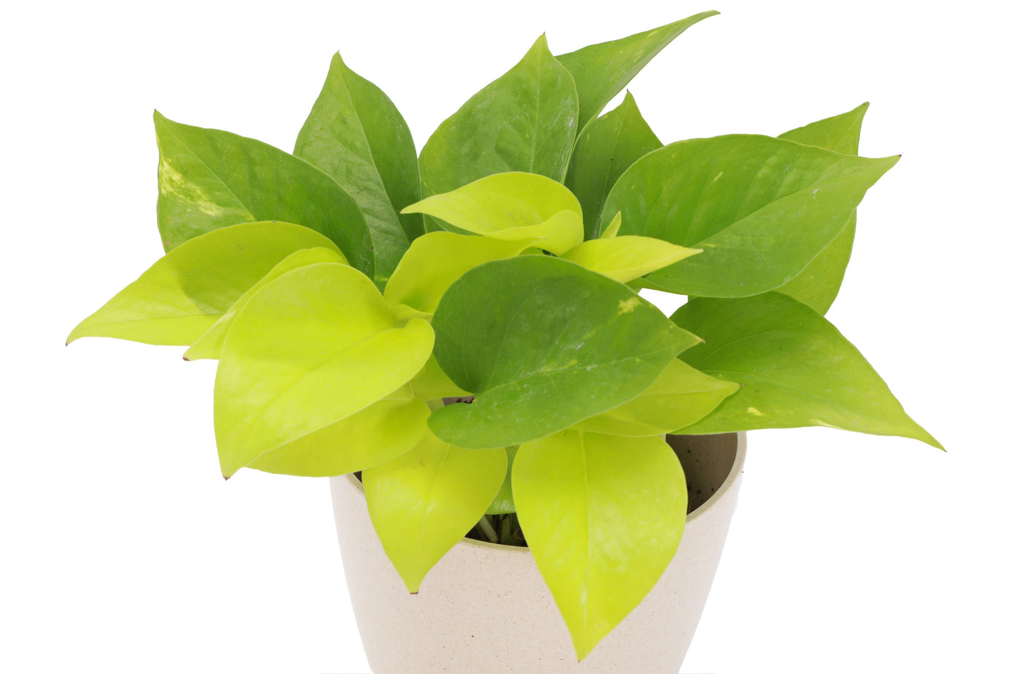 Neon Pothos Live Plant 1 gallon Pot