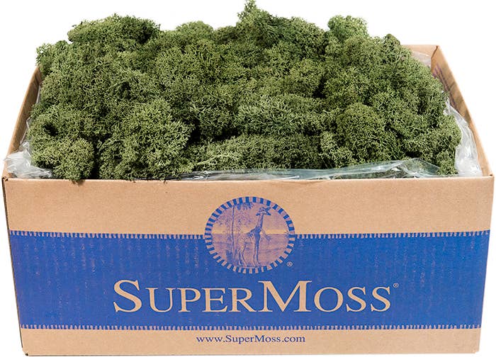 Reindeer Moss Preserved 3lb Bulk Box: Apple