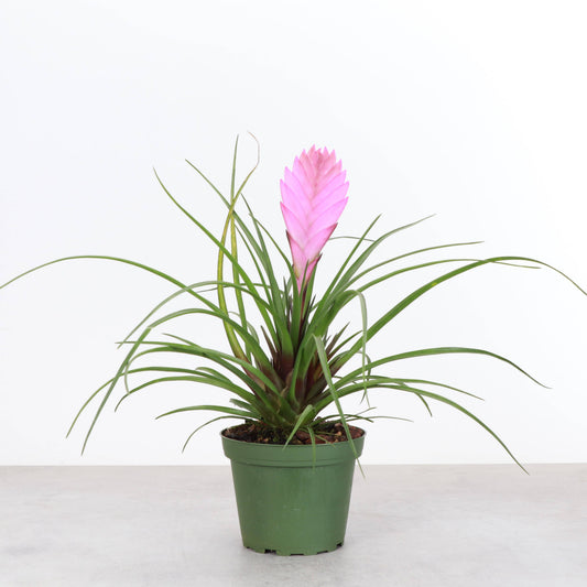 Pink Quill Bromeliad Live Plant