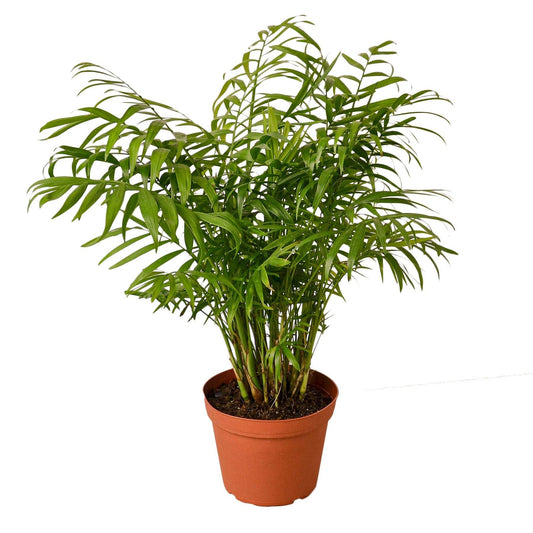 Parlor Palm: Nursery Pot / 6" Pot