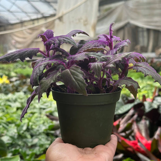Gynura 'Purple Passion': 4" Pot