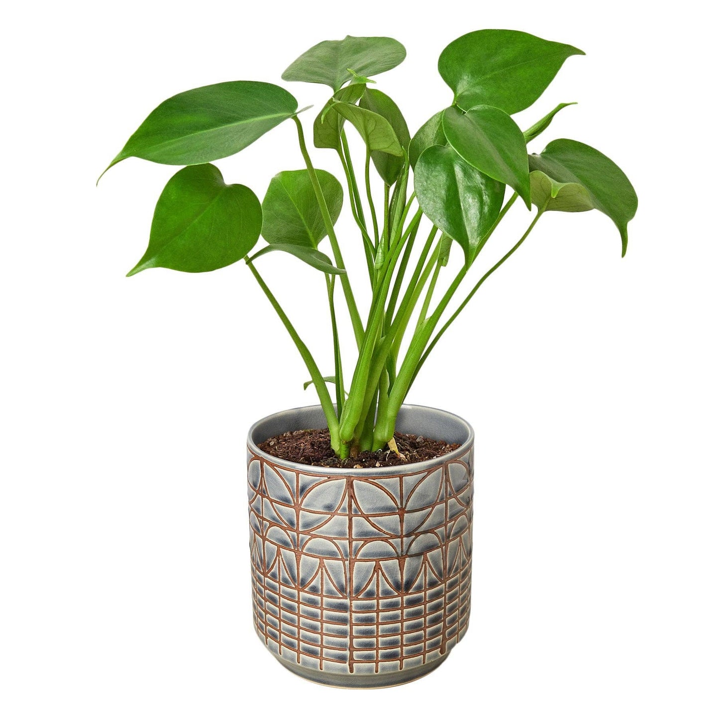 Philodendron Monstera Split-Leaf: Nursery Pot / 6" Pot