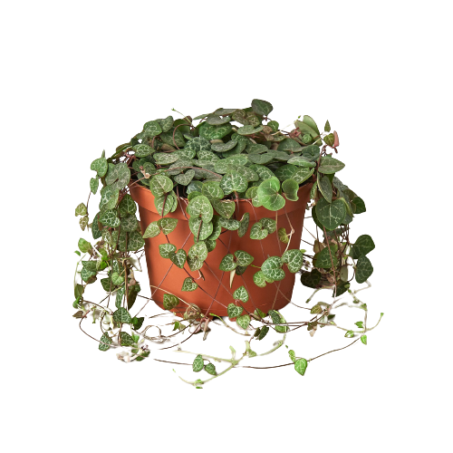 Succulent 'String of Hearts' - 4" Pot: 6" Pot