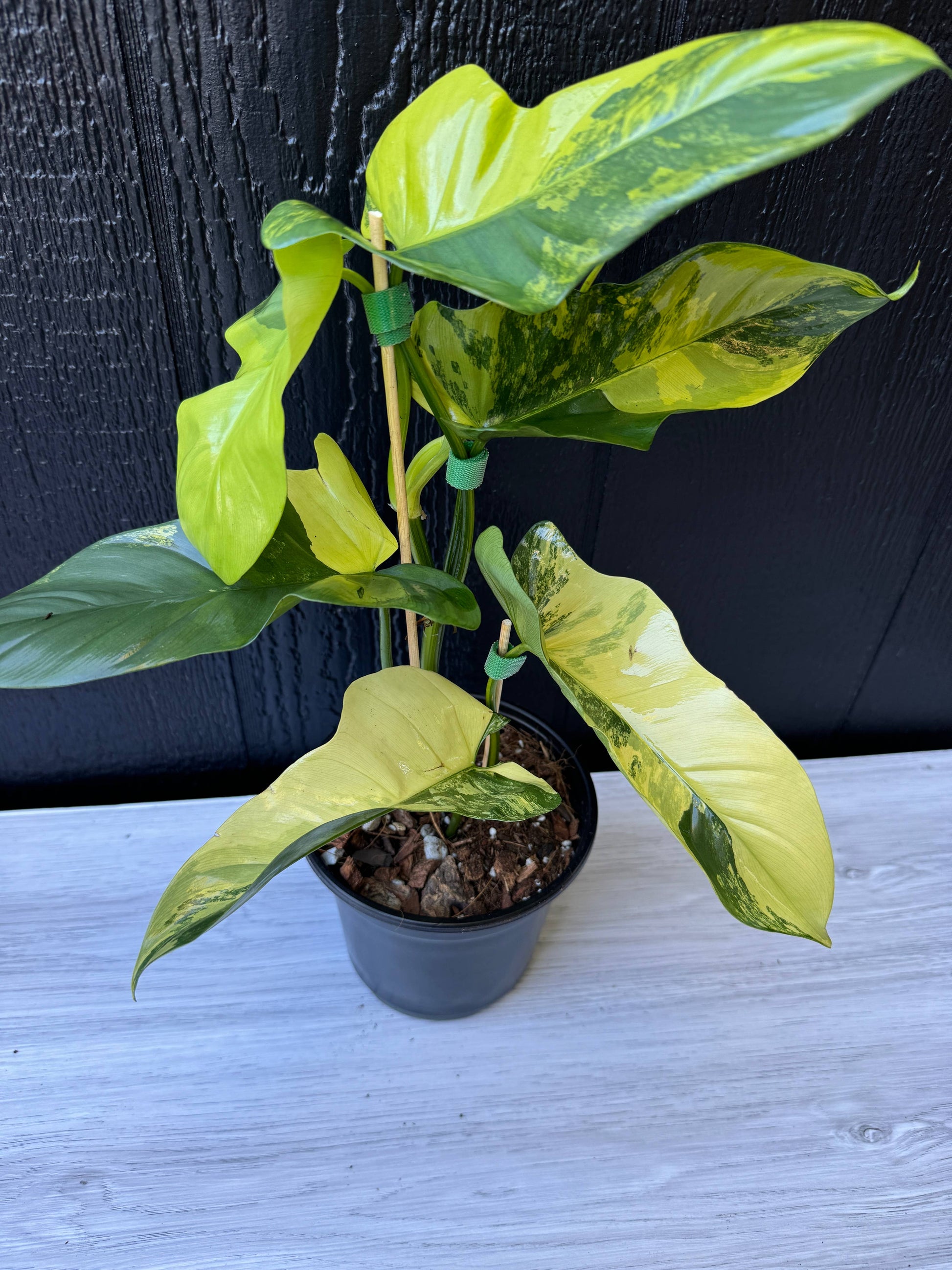 violin philodendron Variegated Golden Violin Philodendron Live Plant – Golden Valley Hydroponics