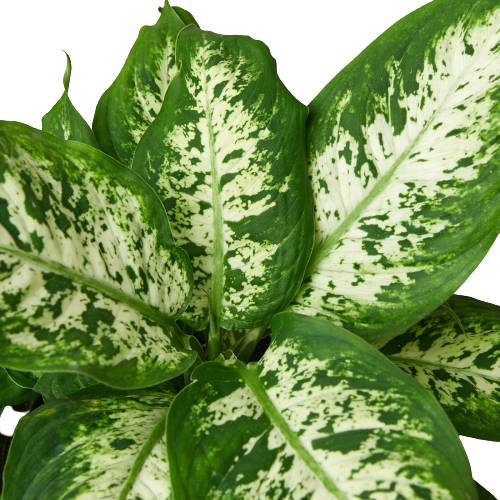 Dieffenbachia 'Tropic Snow': Nursery Pot / 6" Pot