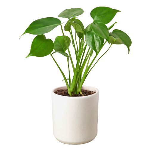 Philodendron Monstera Split-Leaf: Nursery Pot / 6" Pot