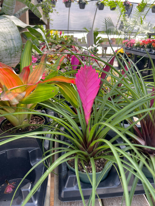 Pink Quill Bromeliad Live Plant