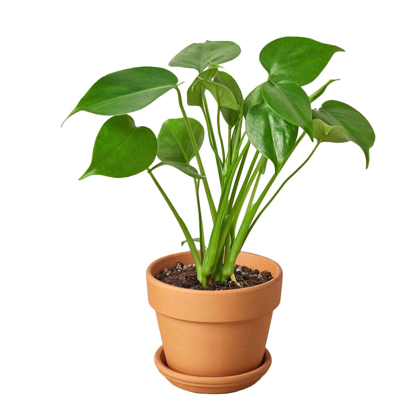 Philodendron Monstera Split-Leaf: Nursery Pot / 6" Pot