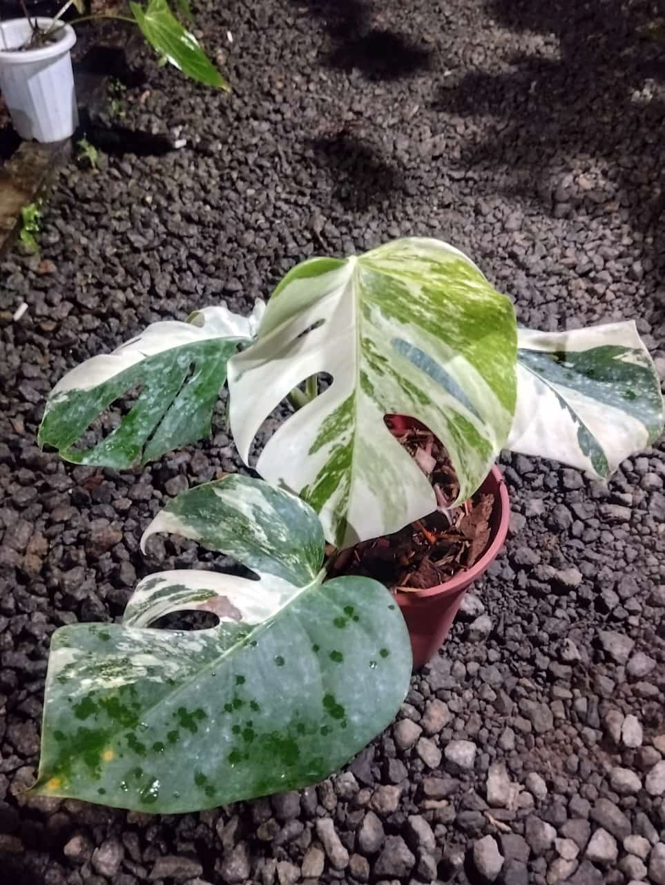 Monstera deliciosa "Albo-variegata" variegated Large Size: Acclimated (Premium)