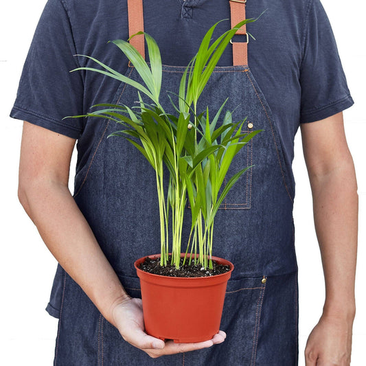 Areca Palm: 4" Pot