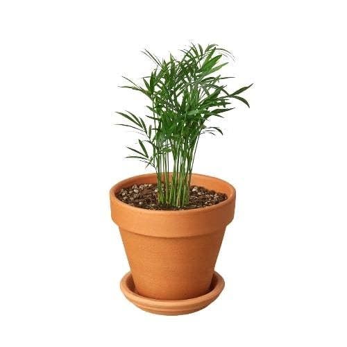 Parlor Palm: Nursery Pot / 6" Pot