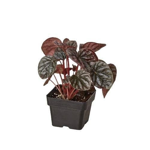 Peperomia 'Ripple Red': 4" Pot