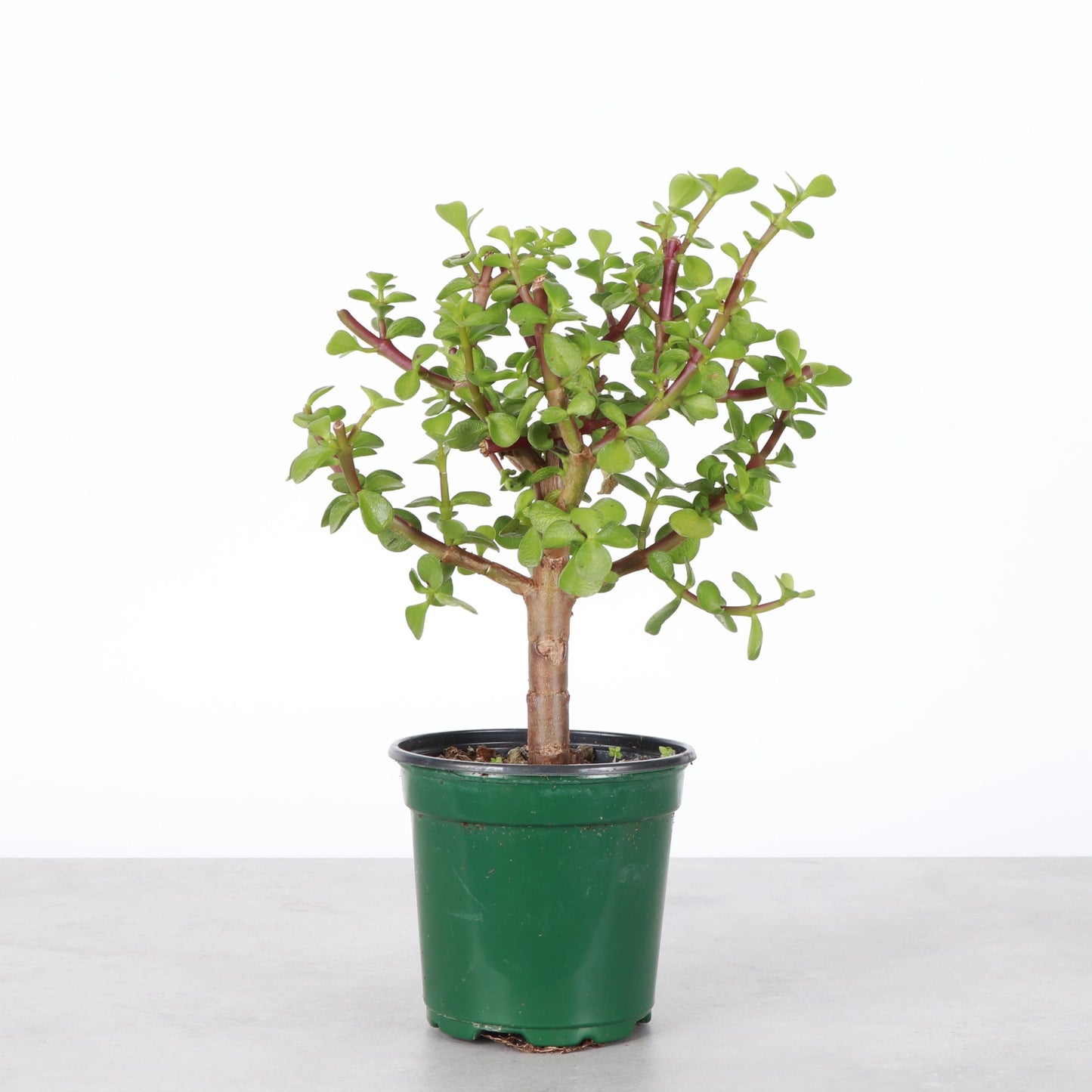 Green Jade Bonsai Tree Live Plant