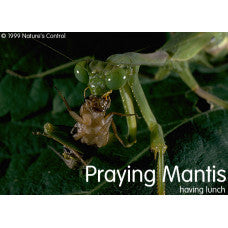 Nature's Control Praying Mantis Egg