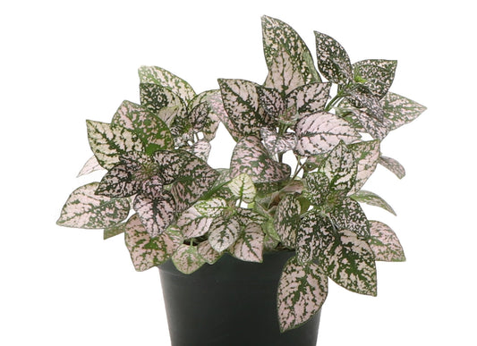 Pink Splash Live Plant
