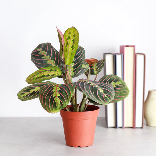 Red Prayer Live Plant (1 gallon pot)