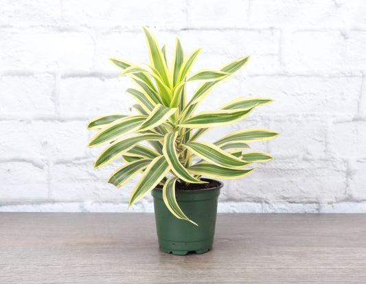 Song of India Dracaena Live Plant