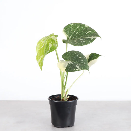 Thai Constellation Monstera Live Plant